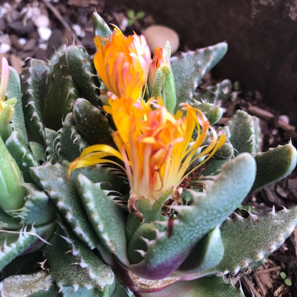 Meet your Posher, Beth - Picture 3 of 3